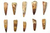 Lot: to Bargain Spinosaurus Teeth - Pieces #133381-1